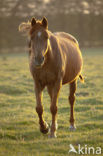 Horse (Equus spp)