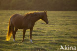 Paard (Equus spp)