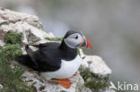 Atlantic Puffin (Fratercula arctica)