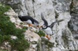 Atlantic Puffin (Fratercula arctica)