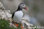 Atlantic Puffin (Fratercula arctica)