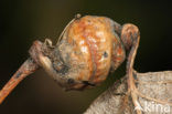 Pemphigus spirothecae