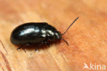 Phratora laticollis