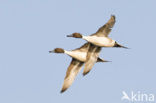 Northern Pintail (Anas acuta)