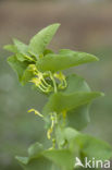 Birthwort (Aristolochia clematitis)