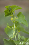 Birthwort (Aristolochia clematitis)