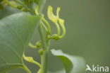 Birthwort (Aristolochia clematitis)