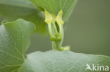 Birthwort (Aristolochia clematitis)