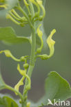 Birthwort (Aristolochia clematitis)