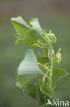 Pijpbloem (Aristolochia clematitis)