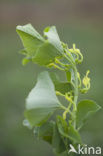 Birthwort (Aristolochia clematitis)