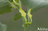 Birthwort (Aristolochia clematitis)