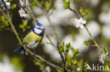 Blue Tit (Parus caeruleus)