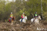 Pony (Equus spp)