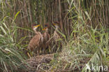 Purperreiger (Ardea purpurea) 