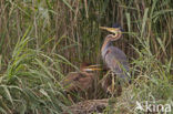 Purperreiger (Ardea purpurea) 