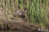 Purple Heron (Ardea purpurea)