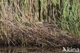 Purple Heron (Ardea purpurea)