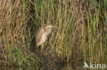 Purperreiger (Ardea purpurea) 