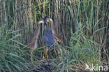 Purperreiger (Ardea purpurea) 