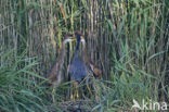 Purple Heron (Ardea purpurea)