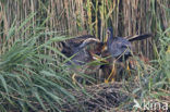 Purple Heron (Ardea purpurea)