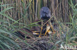 Purperreiger (Ardea purpurea) 