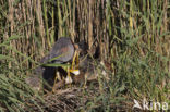 Purperreiger (Ardea purpurea) 