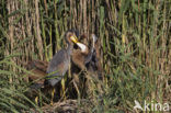 Purple Heron (Ardea purpurea)