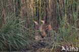 Purple Heron (Ardea purpurea)