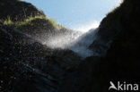 Pyrenees