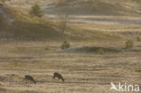 Roe Deer (Capreolus capreolus)