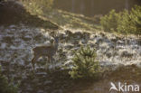 Roe Deer (Capreolus capreolus)