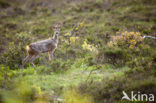 Roe Deer (Capreolus capreolus)