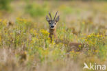 Roe Deer (Capreolus capreolus)