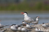 Caspian Tern (Sterna caspia)