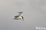 Caspian Tern (Sterna caspia)