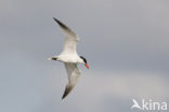 Caspian Tern (Sterna caspia)