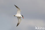 Caspian Tern (Sterna caspia)