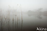 Common Reed (Phragmites australis)