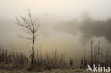 Common Reed (Phragmites australis)