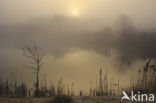 Riet (Phragmites australis)