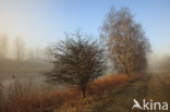 Riet (Phragmites australis)