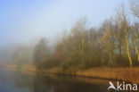 Riet (Phragmites australis)