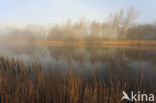 Common Reed (Phragmites australis)