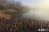 Riet (Phragmites australis)