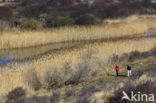 Riet (Phragmites australis)