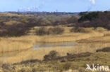 Riet (Phragmites australis)