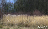 Common Reed (Phragmites australis)