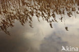 Common Reed (Phragmites australis)